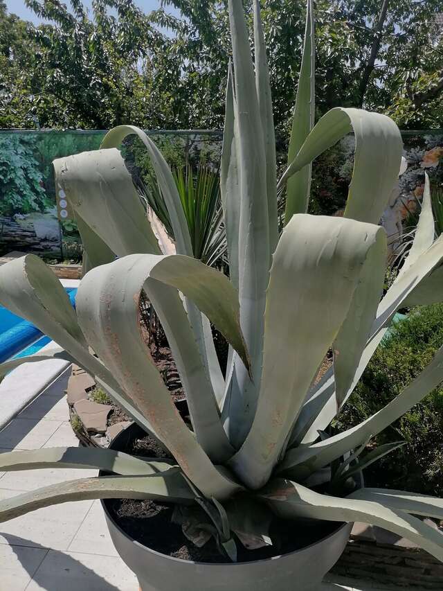 Гостевой дом Вилла Виталия Ейск-54